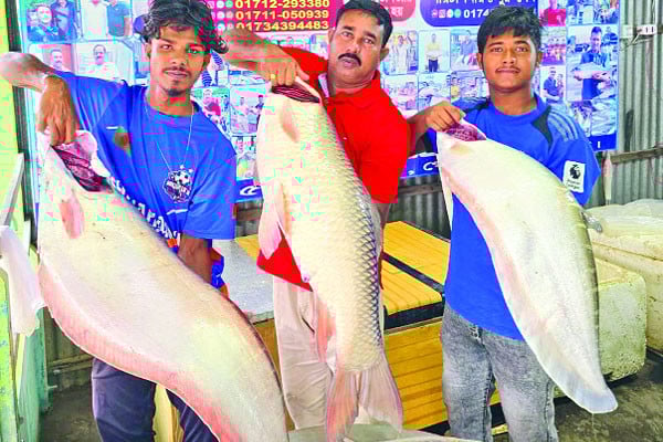 পদ্মার তিন মাছ বিক্রি হয়েছে ৮৯ হাজারে
