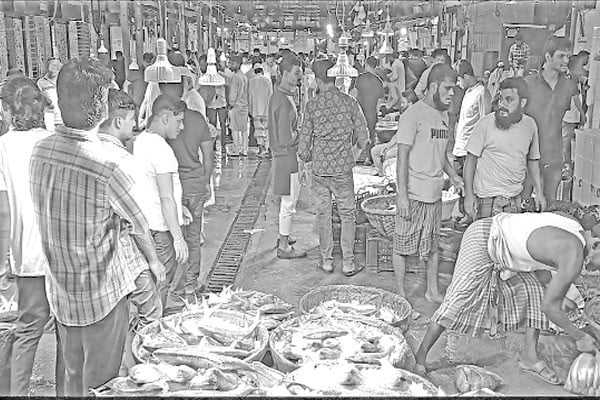 মৌসুমে নেই লোকাল ইলিশ