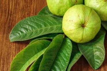 পেয়ারা পাতায় লুকিয়ে আছে অনেক ঔষধি গুনাগুন