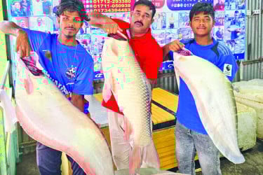 পদ্মার তিন মাছ বিক্রি হয়েছে ৮৯ হাজারে
