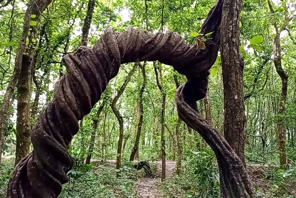 গাছে গাছে ঝুলছে বিলুপ্তপ্রায় উদ্ভিদ পলাশি লতা