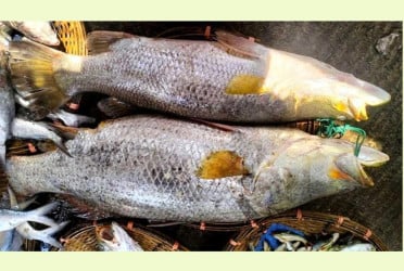 বড়শিতে ধরা এক জোড়া কোরাল ৪১ হাজার টাকায় বিক্রি