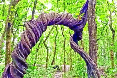 শালবনে নজর কাড়ছে পলাশি লতা