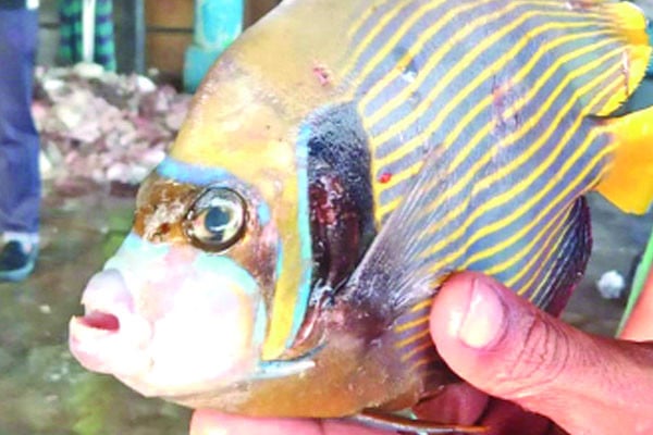 কুয়াকাটায় বিরল অ্যাঞ্জেল ফিশ