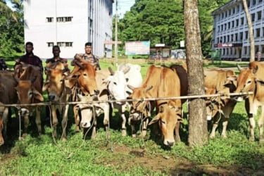 সীমান্তে মালিকবিহীন ১৫ বার্মিজ গরু জব্দ