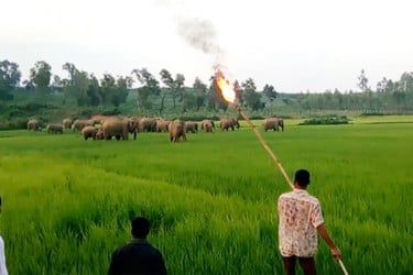 সংকুচিত হচ্ছে হাতির আবাসস্থল, বাড়ছে মানুষ-হাতির সংঘাত