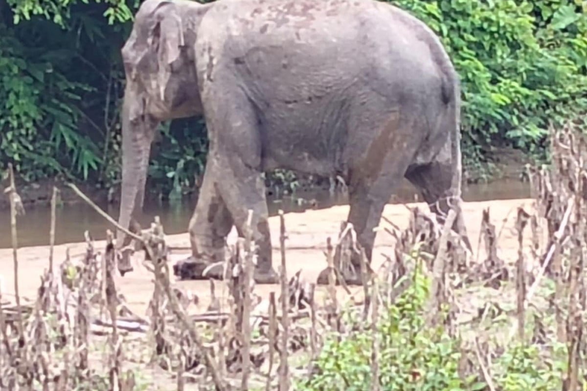 চিকিৎসা দিচ্ছে বন বিভাগ, সীমান্তে স্থলমাইন বিস্ফোরণে বন্যহাতি মারাত্মক আহত
