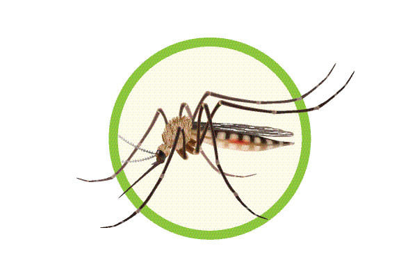 সারা দেশে বাড়ছে ডেঙ্গু চিকুনগুনিয়া