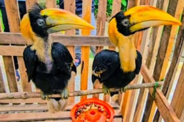 রেমাক্রি থেকে উদ্ধার, ডুলাহাজারায় নতুন অতিথি রাজধনেশ