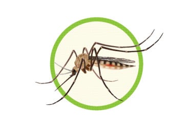 সারা দেশে বাড়ছে ডেঙ্গু চিকুনগুনিয়া