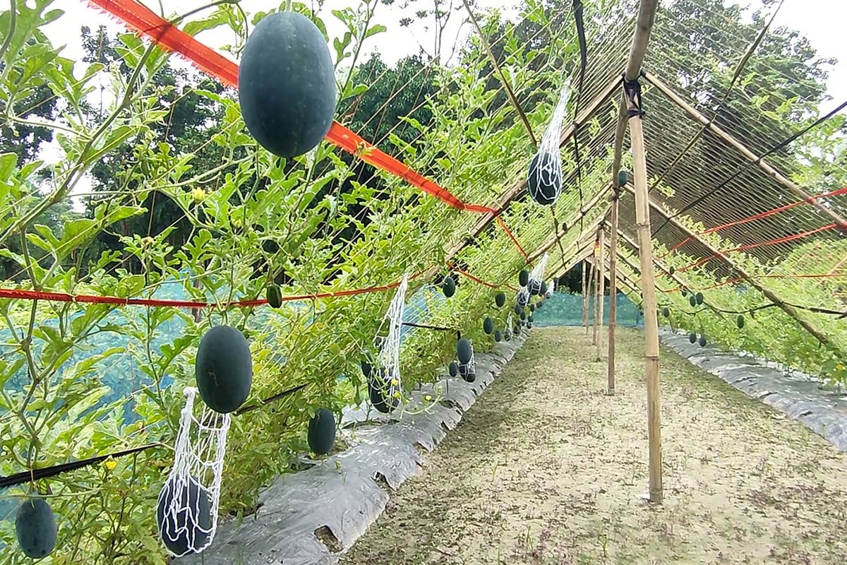নওগাঁয় বর্ষাকালীন তরমুজ চাষে সফলতা