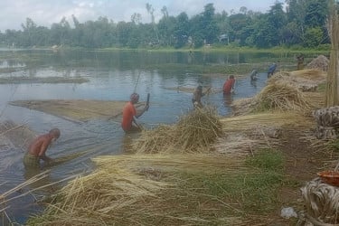 বগুড়ায় পাটের আবাদ কমলেও বাজারে ভালো দাম পেয়ে হাসি কৃষকের মুখে