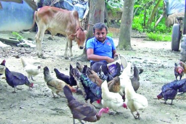 দেশি জাতের মুরগি পালনে ভাগ্যবদল