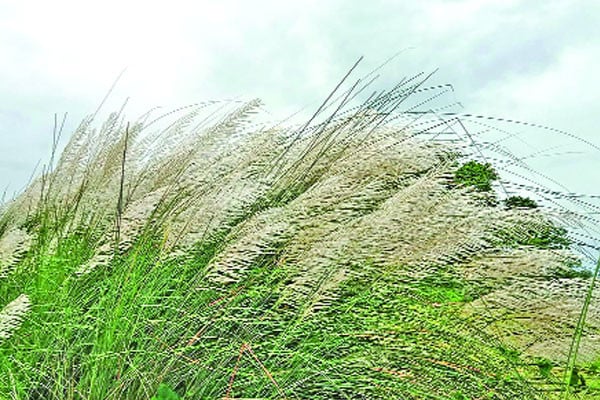 ঋতুরানি শরতে কাশফুলের শুভ্রতা