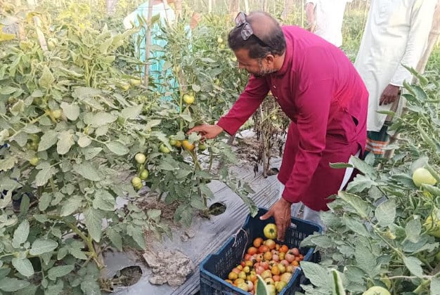 বেগুন গাছে টমেটো চাষে মোবারকের বাজিমাত