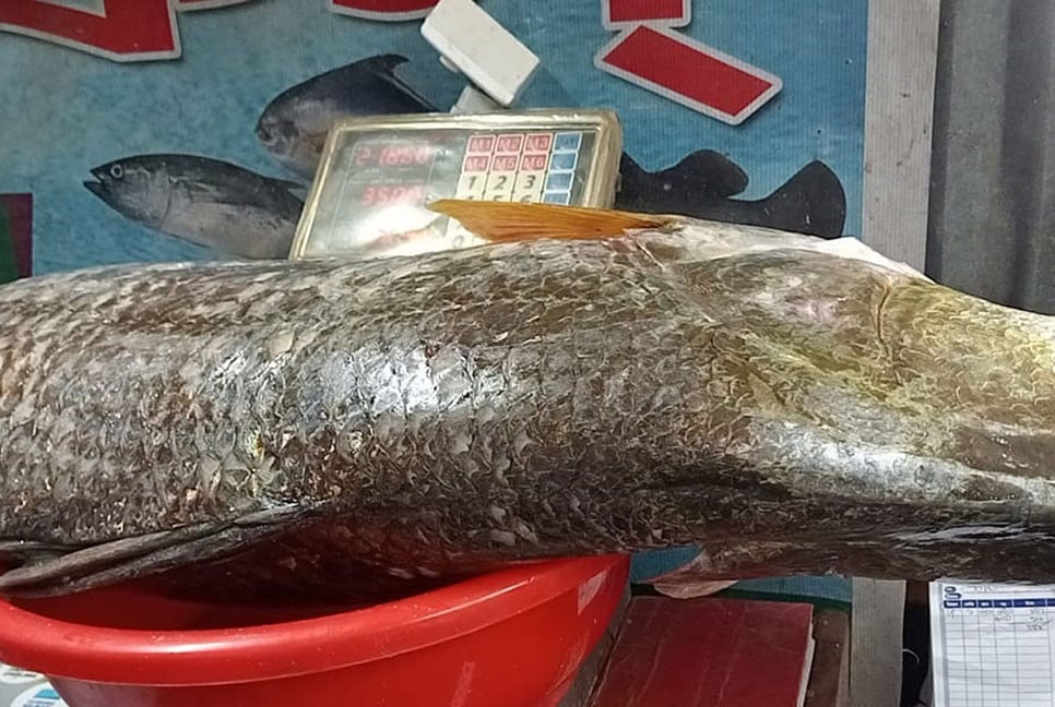 জেলের জালে ২২ কেজির কোরাল