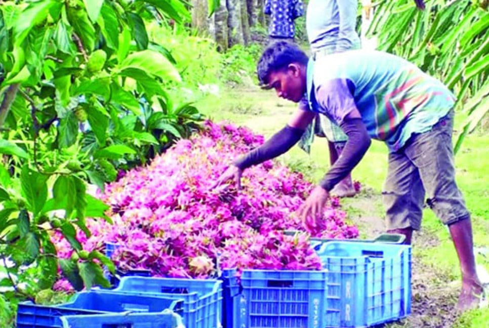 ড্রাগন চাষে বাজিমাত