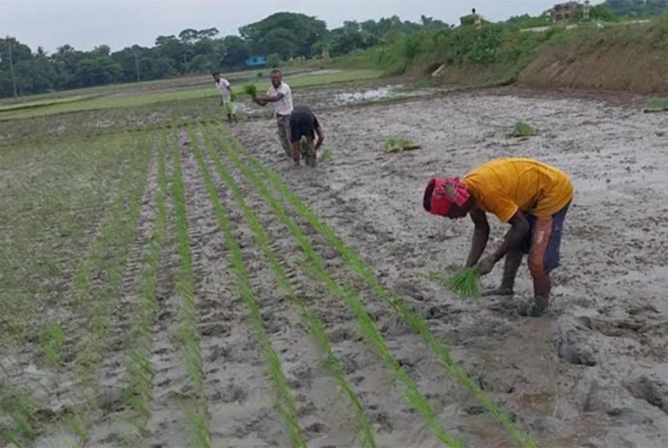 আখাউড়ায় আমন ধান চাষে ব্যস্ত কৃষক
