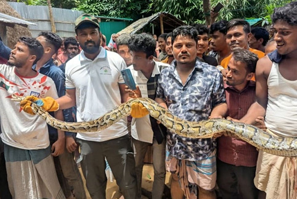 লোকালয় থেকে অজগর উদ্ধার