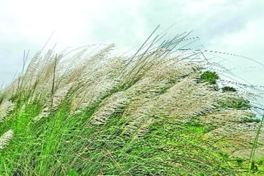 ঋতুরানি শরতে কাশফুলের শুভ্রতা