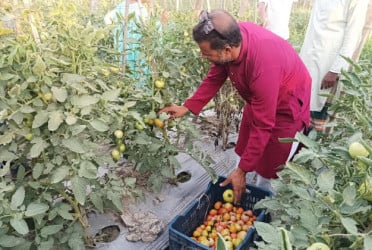 বেগুন গাছে টমেটো চাষে মোবারকের বাজিমাত