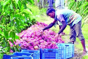 ড্রাগন চাষে বাজিমাত