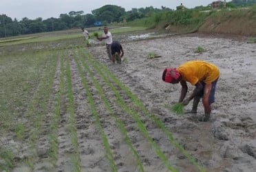 আখাউড়ায় আমন ধান চাষে ব্যস্ত কৃষক