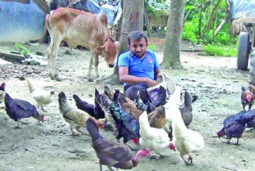 দেশি জাতের মুরগি পালনে ভাগ্যবদল