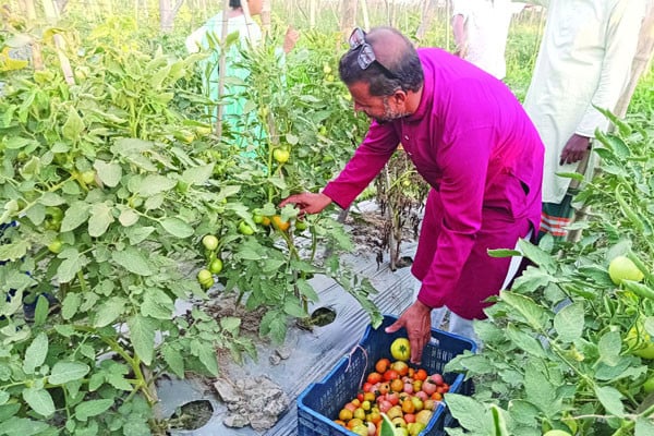 বেগুন গাছে টম্যাটো চাষ