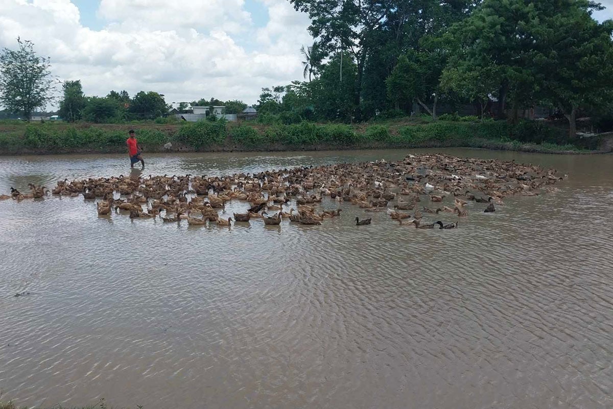 হাঁস খামার করে স্বাবলম্বী আখাউড়ার যুবক