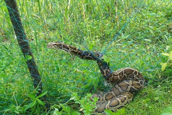 সবজি ক্ষেতের জালে আটকা পড়া অজগর রিজার্ভ ফরেস্টে অবমুক্ত