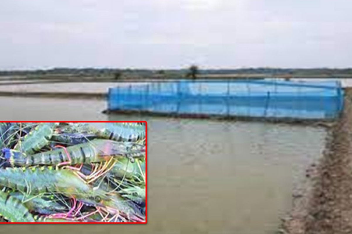 বাগেরহাটের চিংড়ি ঘেরে বিপর্যয়, ভাইরাস ও জলবায়ু সংকটে দিশেহারা চাষিরা