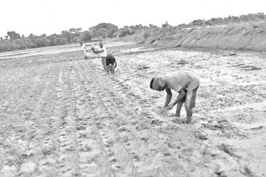 আমন আবাদে ব্যস্ত কৃষক