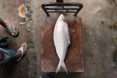 মির্জাগঞ্জে এক ইলিশ ৬ হাজার টাকায় বিক্রি
