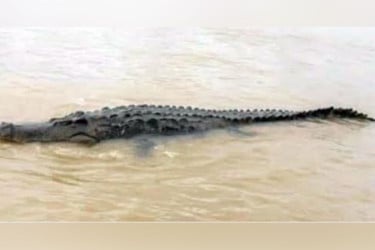 মধুমতি নদীতে কুমির, সতর্কতায় প্রশাসনের মাইকিং