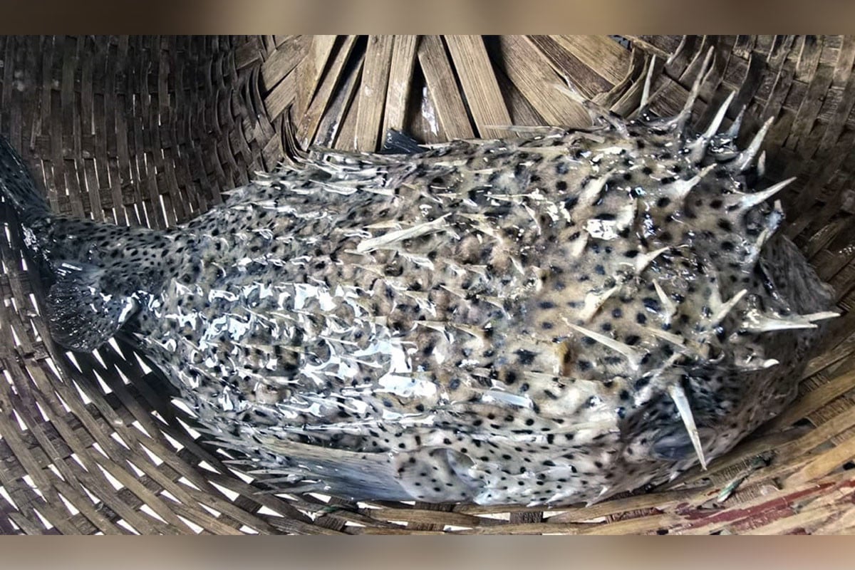 বঙ্গোপসাগরে ধরা পড়ল বিরল প্রজাতির ‘পাফারফিশ’