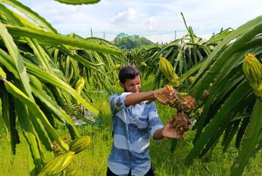 লাল ফলে রঙিন মাঠ