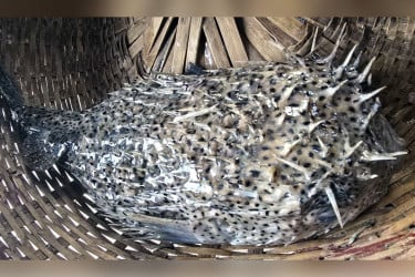 বঙ্গোপসাগরে ধরা পড়ল বিরল প্রজাতির ‘পাফারফিশ’