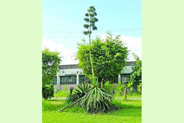 সৌন্দর্য ছড়াচ্ছে সেঞ্চুরি প্ল্যান্ট