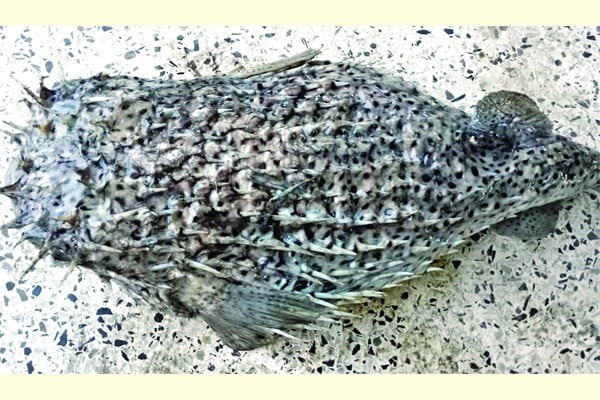 জেলের জালে বিরল পাফারফিশ