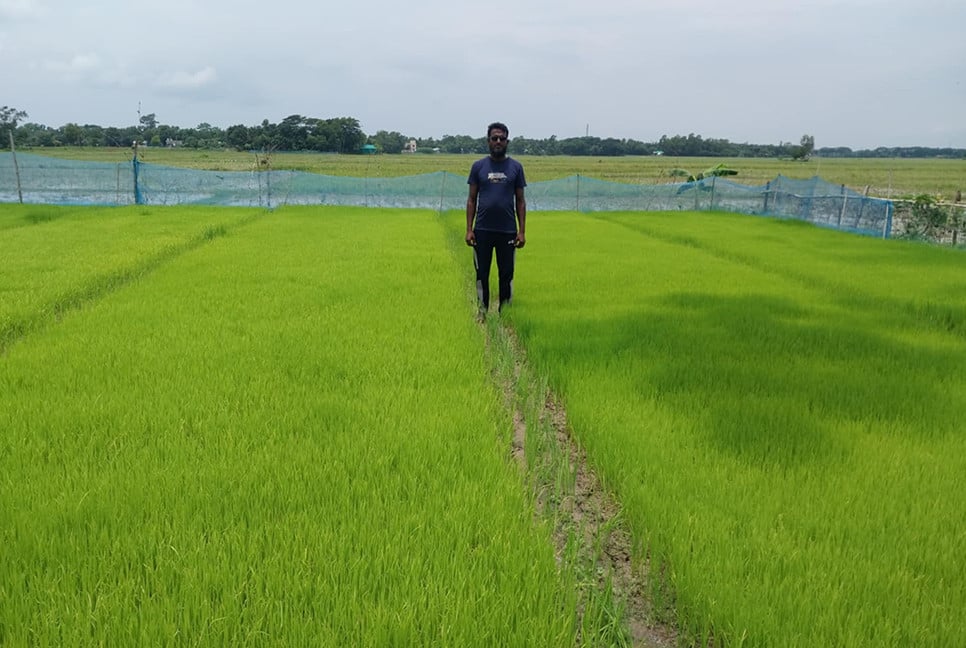 আখাউড়ায় জনপ্রিয় হয়ে উঠেছে আদর্শ বীজতলা