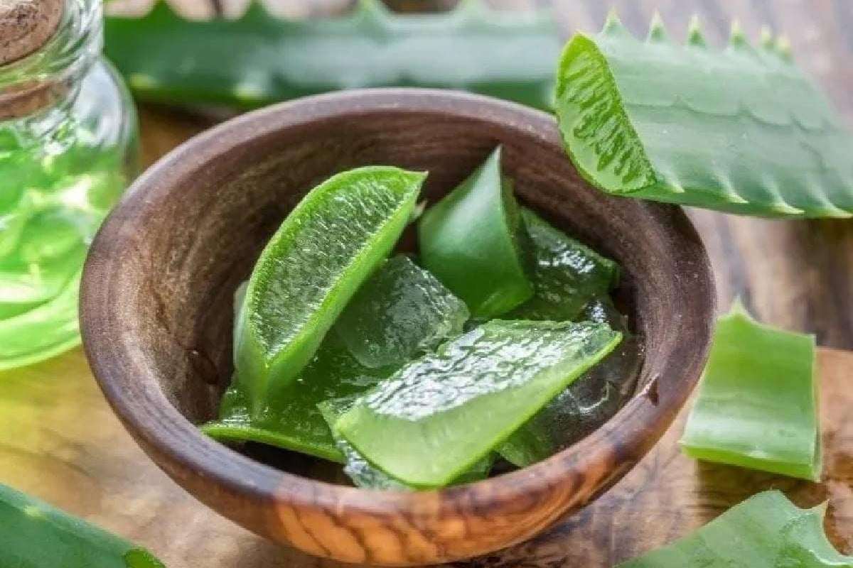 ত্বকের পরিচর্যায় উত্তম হারবাল অ্যালোভেরা