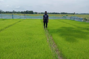 আখাউড়ায় জনপ্রিয় হয়ে উঠেছে আদর্শ বীজতলা