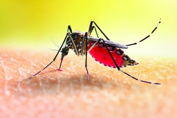 মশার বিরুদ্ধে কার্যকর একটি আধুনিক সমাধান