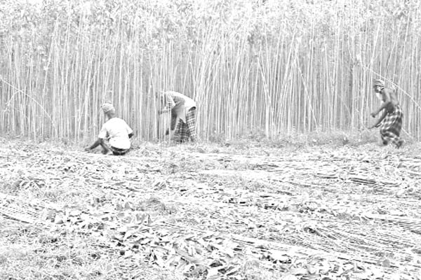 বৈরি আবহাওয়ায় পাটের ফলন কমের শঙ্কা