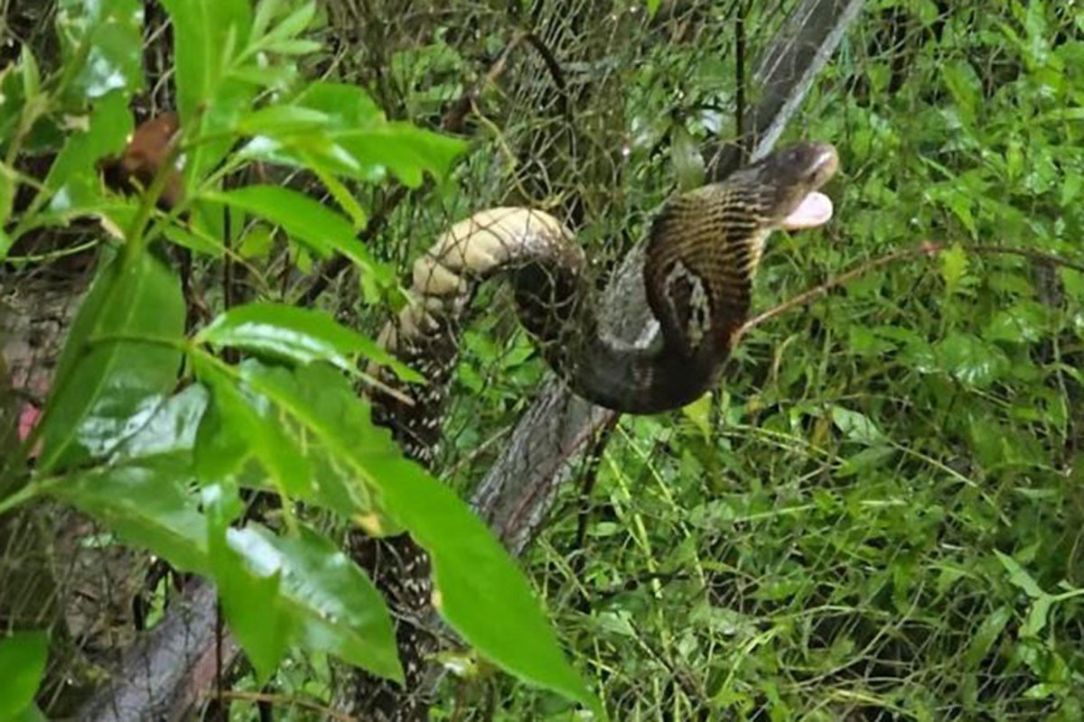 জালে আটকা পড়া বিষধর পদ্মগোখরা বনে অবমুক্ত