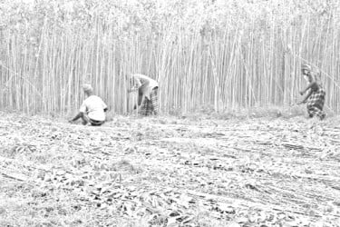 বৈরি আবহাওয়ায় পাটের ফলন কমের শঙ্কা