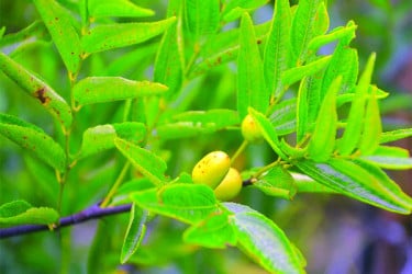 তাক লাগানো জুজুবি বাগান