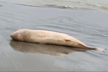 কুয়াকাটার সৈকতে ফের ভেসে এলো মৃত ডলফিন