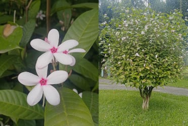 সৌন্দর্য ছড়াচ্ছে দুর্লভ কপসিয়া ফুল